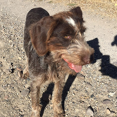 wire haired spaniel